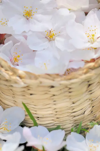 Rieten Schaal Met Mooie Sakura Bloemen — Stockfoto