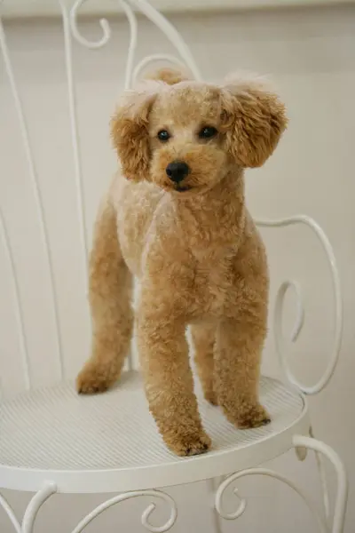 Close Ginger Poodle Dog — Stock Photo, Image