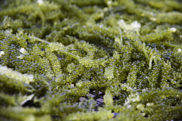Caulerpa lentillifera, deniz üzümü veya okyanus üzümü olarak bilinen yenilebilir yeşil makroalga..   