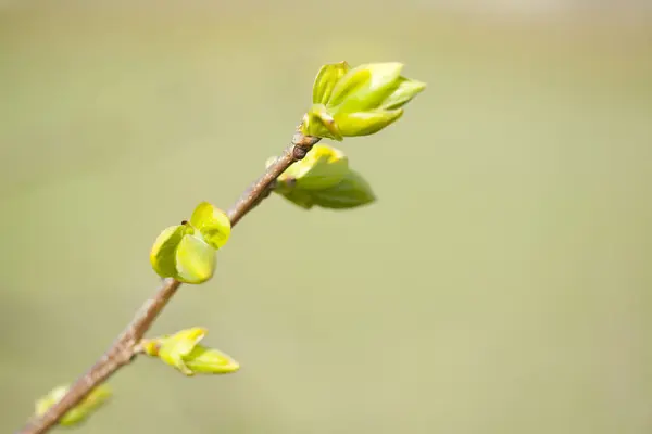 Folhas Primavera Verde Fundo Desfocado — Fotografia de Stock