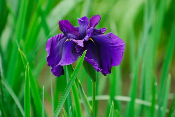 一片绿草中的紫色花朵 — 图库照片