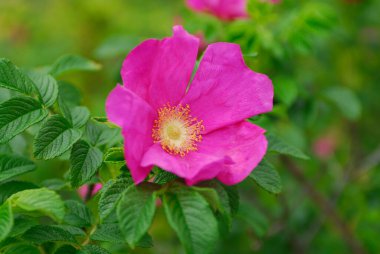 Güzel çiçekler, yakın görüş, doğa konsepti.