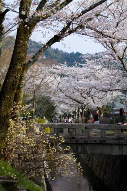 Park 'ta kiraz çiçekleri, Japonya 