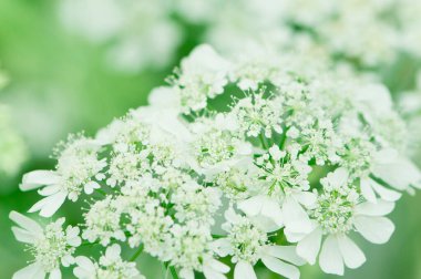 Güzel çiçekler, yakın görüş, doğa konsepti.