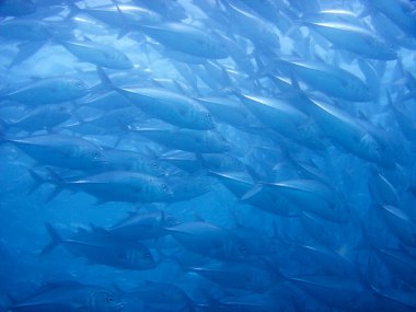 Güzel tropikal deniz balıklarının sualtı manzarası 
