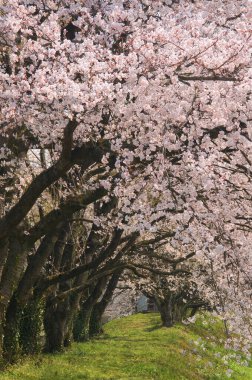 Gündüz kiraz çiçeği, arka plan görünümü 