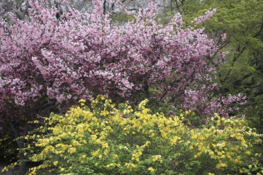 Önünde bir bank olan bir çiçek çalısı.