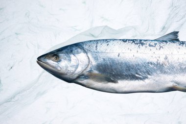 Beyaz soyut arka planda taze çiğ somon balığı 