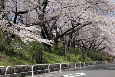 Parkta beyaz ve pembe çiçekli güzel ağaçlar          