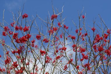 Kırmızı böğürtlenler mavi gökyüzüne karşı Rowan ağacının dallarında