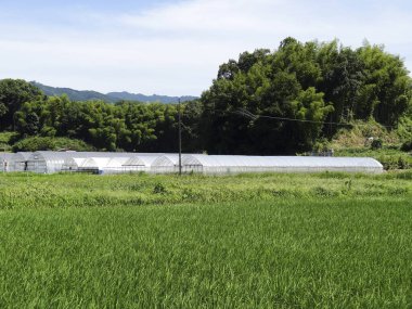Beyaz sera binalarına doğru uzanan yeşil pirinç tarlası.