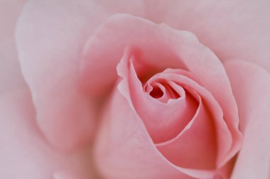 Pembe gül. Yakın çekim.