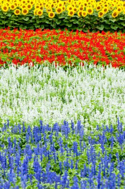 Güzel çiçekler, yakın görüş, doğa konsepti.
