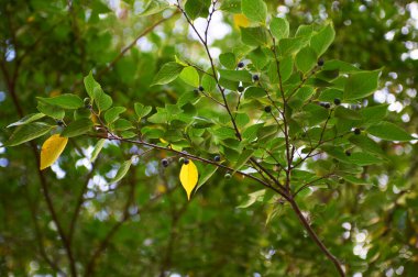Ağaç yapraklarının yakın çekim