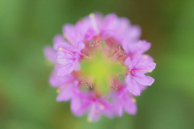 Renkli çiçeklerin arkaplan resmi, arka plan doğası