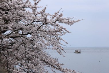 Japonya 'da kiraz çiçekleri, Tokyo