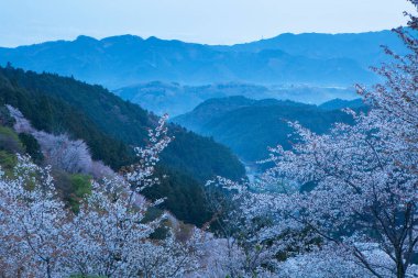 Japonya 'nın Nara kentindeki dağlarda çiçek açan güzel sakura ağaçlarının manzarası.