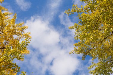 Sonbahar ağaçları mavi gökyüzü ve arka planda bulutlar.