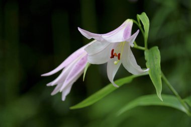 Bulanık arka planda güzel zambak çiçekleri