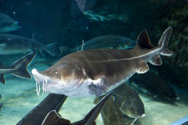 Akvaryum suyunda yüzen mersin balığı.