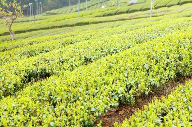 Asya 'daki çay tarlasında sıra sıra yeşil bitkiler.