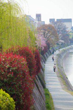 Japonya, Tokyo 'da ağaçlar ve kiraz çiçekleriyle dolu güzel bir parkta yürüyen insanlar.
