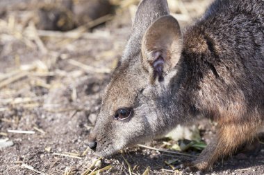 Şirin, gri valabi hayvanat bahçesinde bir kanguru.