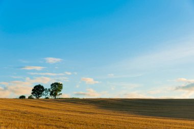 Uzakta yalnız bir ağaç olan bir arazi.