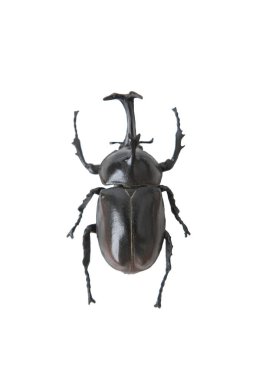 Siyah böcek beyaz arkaplanda izole edildi