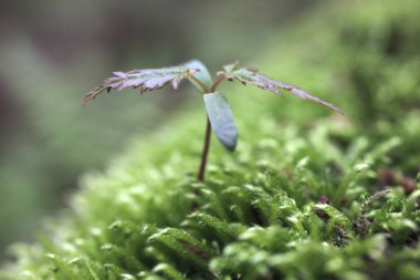 Yosunlu bir yüzeyde büyüyen küçük bir bitki.