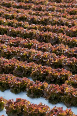 Gündüz salatalı yaz tarlası 