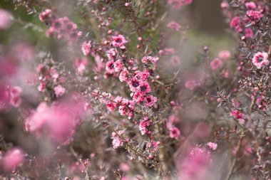 Japonya 'da güzel bahar kiraz çiçekleri