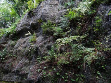 yeşil yosun ve yapraklar ormandaki kayalarda büyüyor.