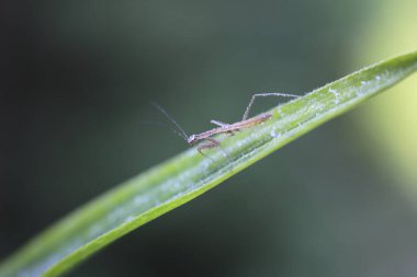 Yeşil yapraklı böcek, bitki örtüsü ve fauna