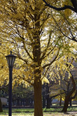 Parkta sonbahar yaprakları