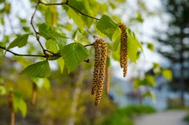 Baharda huş dalı. görünümü kapat 