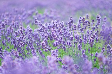 tarlada açan güzel lavanta çiçekleri