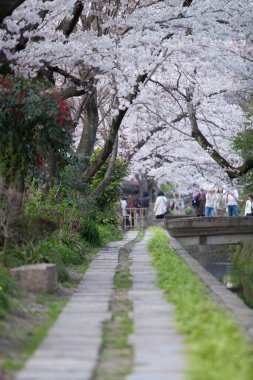 Park 'ta kiraz çiçekleri, Japonya 