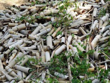 Dışarıdaki yeşil yapraklı bitkilerin arasında duran kuru bambu sapları.
