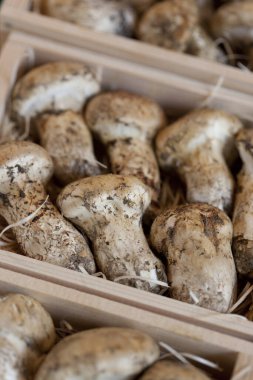 Pazarda satılık taze organik mantarların yakın plan görüntüsü