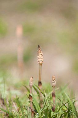 Çimenlerde büyüyen bir grup mantar.