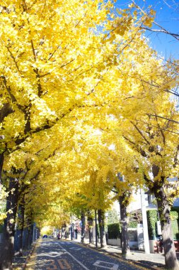 Sonbahar mevsiminde sarı ağaçlar