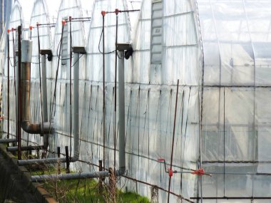 Gündüz vakti büyüyen bitkilerle sera manzarası 