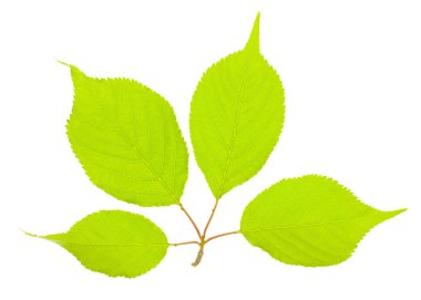 beyaz arkaplanda yeşil yapraklar izole 