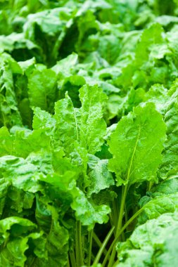 Bahçede taze marul yaprakları