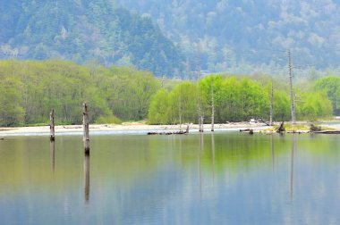 Yeşil ormandaki nehir