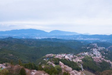 Japonya 'nın Nara kentindeki dağlarda çiçek açan güzel sakura ağaçlarının manzarası.