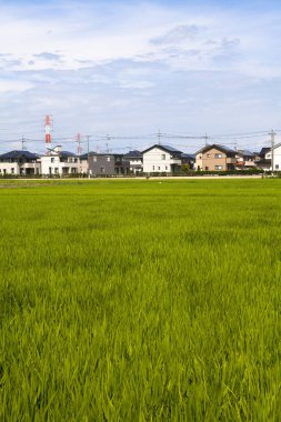 Binaların çatılarındaki güneş panelleri, alternatif enerji 