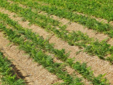 Baharda tarlada sıra sıra yeşil bitkiler