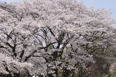 bahar bahçe içinde güzel kiraz çiçeği